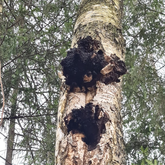 Chaga grybas – miško auksas ir natūralus bioaktyvių medžiagų šaltinis