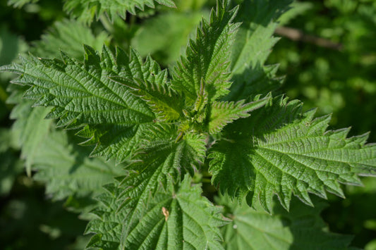 Dilgėlė – vienas vertingiausių augalų, kurį mums dovanoja gamta
