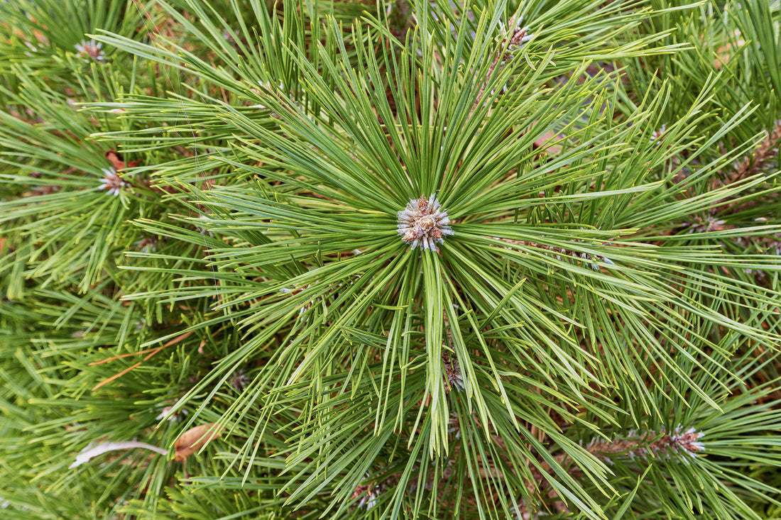 Pušų spygliai – galinga miško dovana, kurią mūsų protėviai naudojo sveikatai