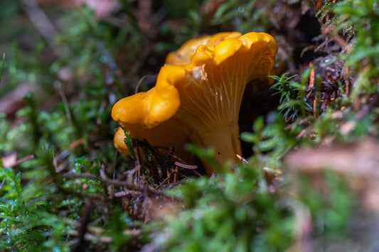 7 priežastys, kodėl voveraitės laikomos vienu vertingiausių miško grybų