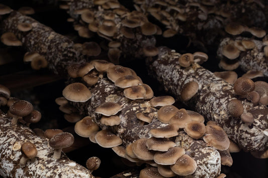 Shiitake grybas – nauda, savybės ir mokslu pagrįsta vertė organizmui