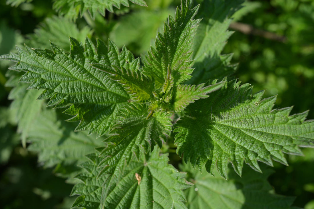 Dilgėlė – vienas vertingiausių augalų, kurį mums dovanoja gamta - Sveikadienis