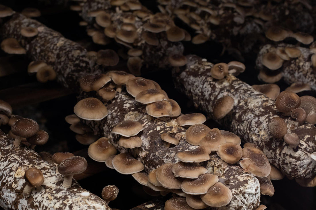 Shiitake grybas – nauda, savybės ir mokslu pagrįsta vertė organizmui - Sveikadienis